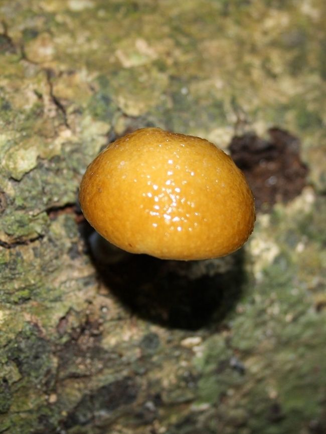 Shiny fungus Sorry, am totally unfamiliar with fungi. This was found in Khao Yai National Park. Fall,Geotagged,Thailand,contest,fungi