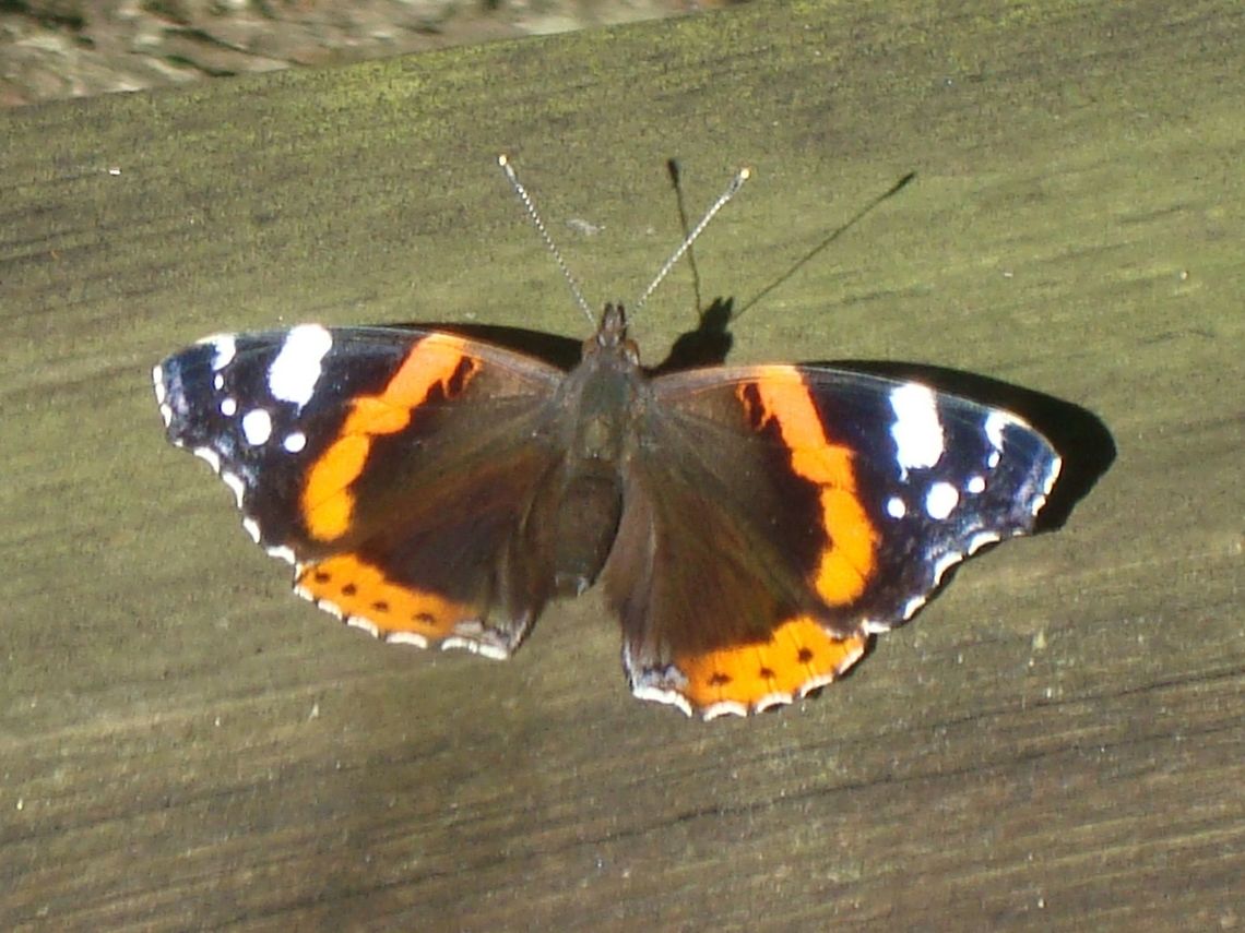 Red admiral Pretty specimen at the Abbottsbury Swannery in UK.  Geotagged,Red Admiral,Summer,United Kingdom,Vanessa atalanta