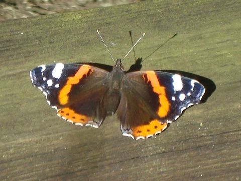 Red admiral Pretty specimen at the Abbottsbury Swannery in UK.  Geotagged,Red Admiral,Summer,United Kingdom,Vanessa atalanta