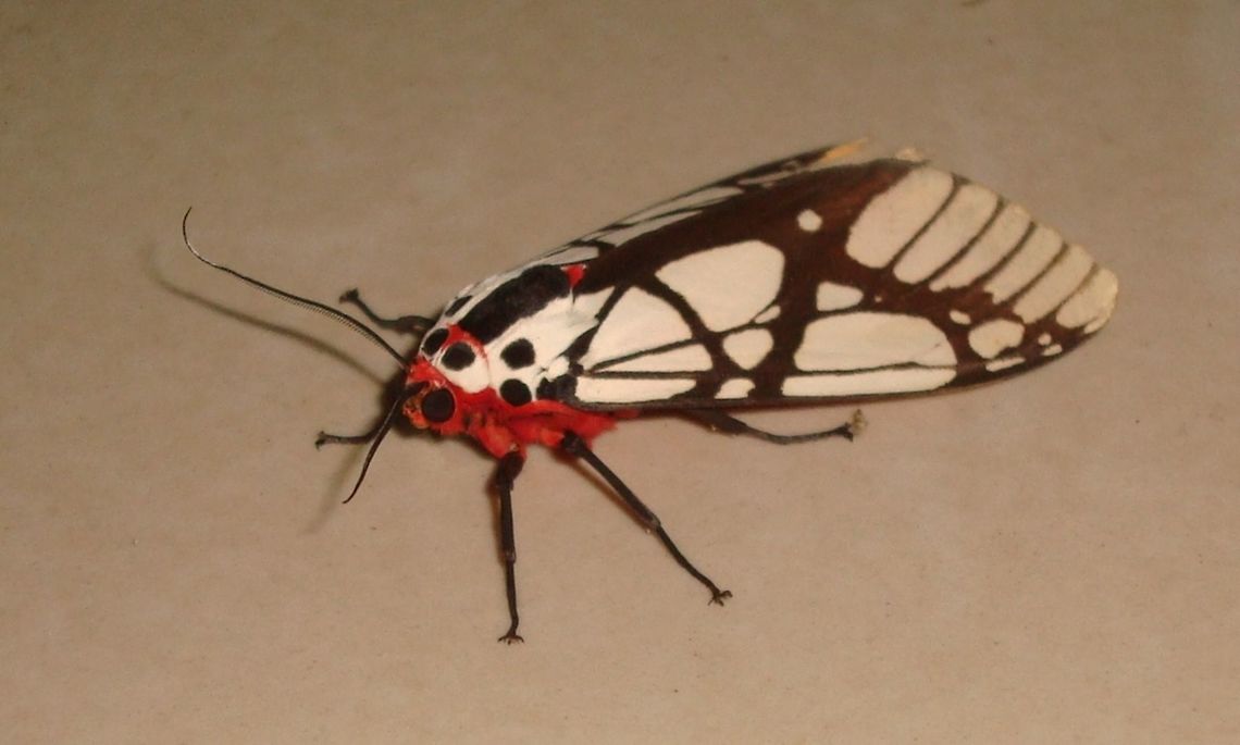 Unknown moth Unknown moth at the hotel near Pulau Banding. Will have to look up its name. Areas galactina,Belum,Geotagged,Malaysia,Spring,Temenggur,moth