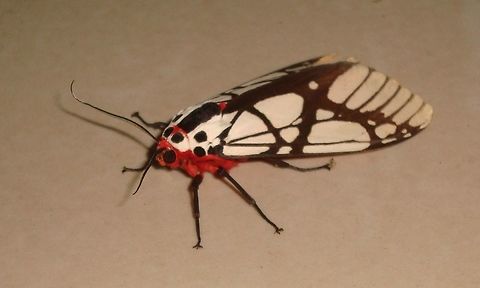 Unknown moth Unknown moth at the hotel near Pulau Banding. Will have to look up its name. Areas galactina,Belum,Geotagged,Malaysia,Spring,Temenggur,moth