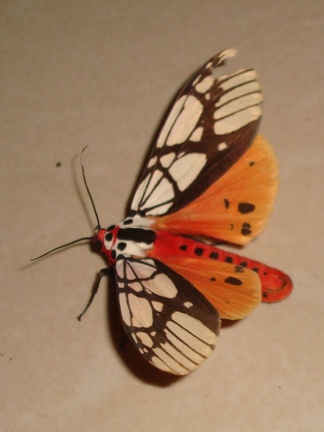 Unidentified moth showing underwings Another shot of the moth, showing red thorax and orange underwings. Anyone good with Lepidopteras?<br />
<figure class="photo"><a href="https://www.jungledragon.com/image/41519/unknown_moth.html" title="Unknown moth"><img src="https://s3.amazonaws.com/media.jungledragon.com/images/2953/41519_thumb.JPG?AWSAccessKeyId=05GMT0V3GWVNE7GGM1R2&Expires=1759968010&Signature=i2sP6ITUVQf0jJhDMPi8LxLA0Ew%3D" width="200" height="122" alt="Unknown moth Unknown moth at the hotel near Pulau Banding. Will have to look up its name. Areas galactina,Belum,Geotagged,Malaysia,Spring,Temenggur,moth" /></a></figure> Areas galactina,Belum,Geotagged,Malaysia,Spring,Temenggur,moth