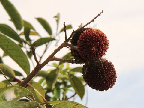 Pulasan fruits Came upon this fruit tree by the canal in Sungai Sireh, Tanjung Karang recently. Pulas means to twist, an action required to break the skin in order to eat the sweet flesh inside. The pulasan is less commercial than rambutans, so they are harder to find in marketplaces.  Geotagged,Malaysia,Nephelium mutabile,Pulasan,Summer,Sungai Sireh Homestay,Tanjung Karang