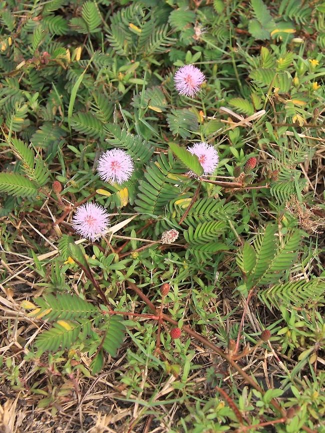 Rumput semalu &quot;Malu&quot; means shy in Malay. This describes the plant&#039;s reaction to touch. The exact mechanism is not fully understood, but it makes this weed popular among children at play.You can see the leaves at the bottom have already closed once I brushed against them. Geotagged,Malaysia,Mimosa pudica,Semalu,Summer,Sungai Sireh,mimosa pudica