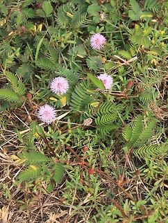 Rumput semalu "Malu" means shy in Malay. This describes the plant's reaction to touch. The exact mechanism is not fully understood, but it makes this weed popular among children at play.You can see the leaves at the bottom have already closed once I brushed against them. Geotagged,Malaysia,Mimosa pudica,Semalu,Summer,Sungai Sireh,mimosa pudica