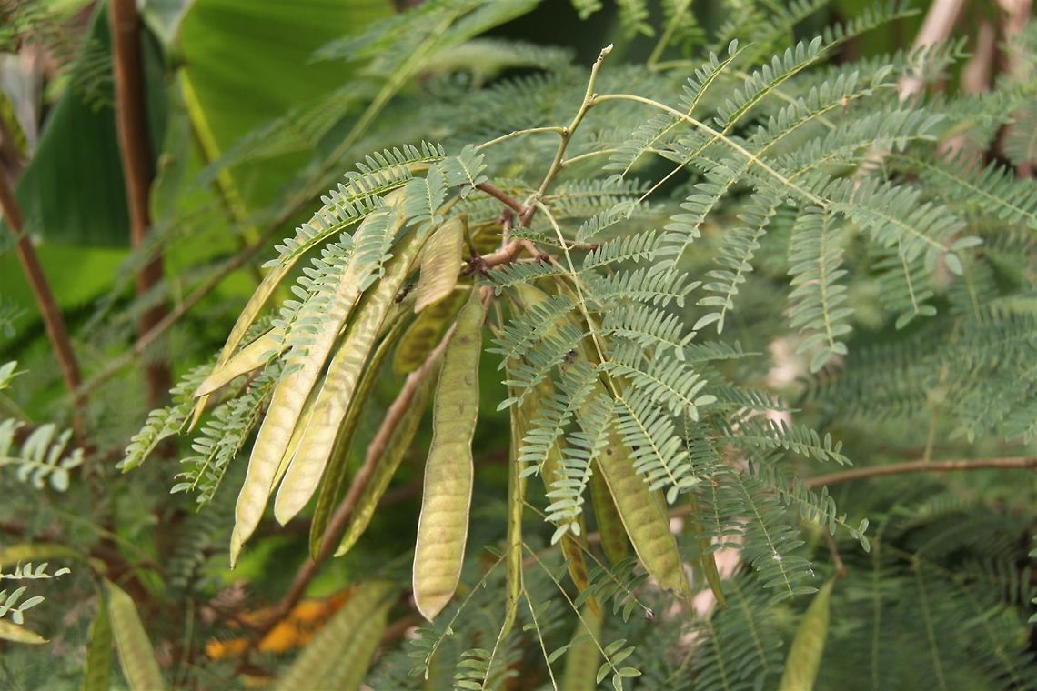 Petai belalang This legume is commonly found in Malaysia and Southeast Asia. The fruits are edible, and the leaves are believed to help control diabetes.  Geotagged,Leucaena leucocephala,Malaysia,Summer