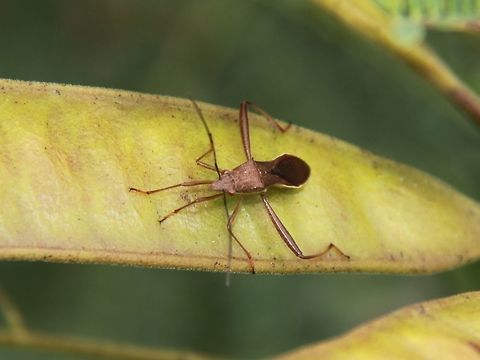 Unknown hemiptera on a petai pod Managed to get this photo of a common insect. I'm not sure what it is though... Alydidae,Geotagged,Malaysia,Riptortus,Summer,hemiptera