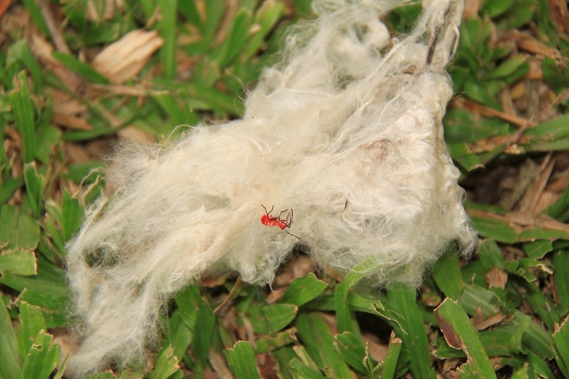 A piece of fluff A piece of kapok that has fallen on the ground; with a dead insect on it. Ceiba pentandra