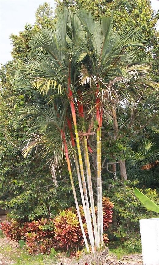 Palma merah A popular landscape plant, it is often found growing wild in peatland forests. It is difficult to propagate, with seeds taking up to six months before germinating. Cyrtostachys renda,lipstick palm