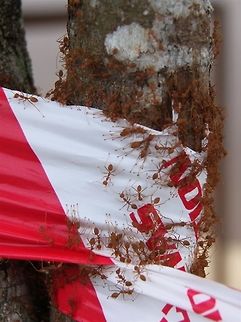 Kerengga A swarm of weaver ants on a pulasan tree Green tree ant,Oecophylla smaragdina