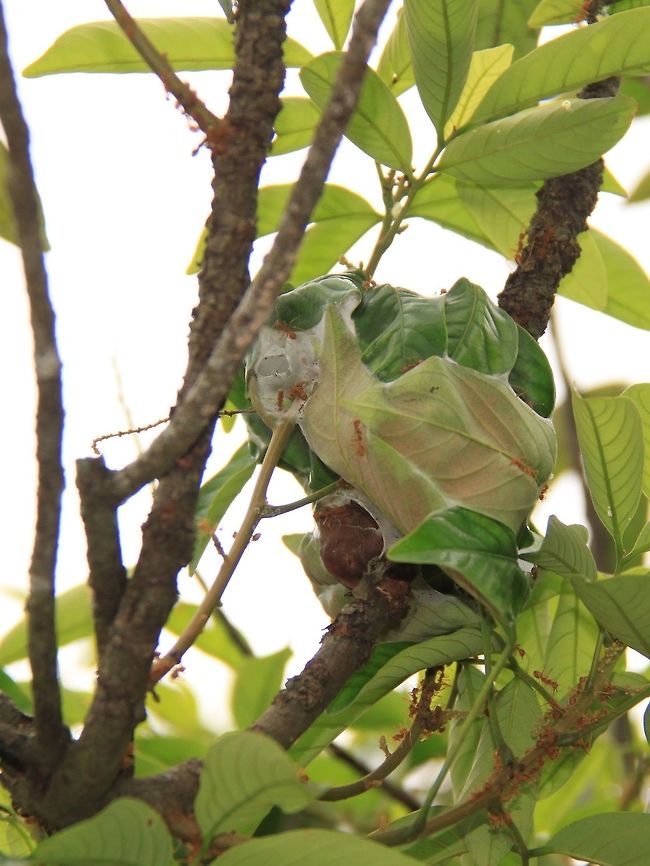Weaver ant nest on a pulasan tree.  Beware if you are close to a fruit tree, they  are like little soldiers that protect the plant. The weaver ant's bite is not so painful, but they come in numbers, and nobody wants ants up their pants! Green tree ant,Oecophylla smaragdina,kerengga