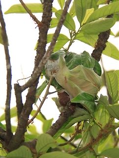Weaver ant nest on a pulasan tree.  Beware if you are close to a fruit tree, they  are like little soldiers that protect the plant. The weaver ant's bite is not so painful, but they come in numbers, and nobody wants ants up their pants! Green tree ant,Oecophylla smaragdina,kerengga