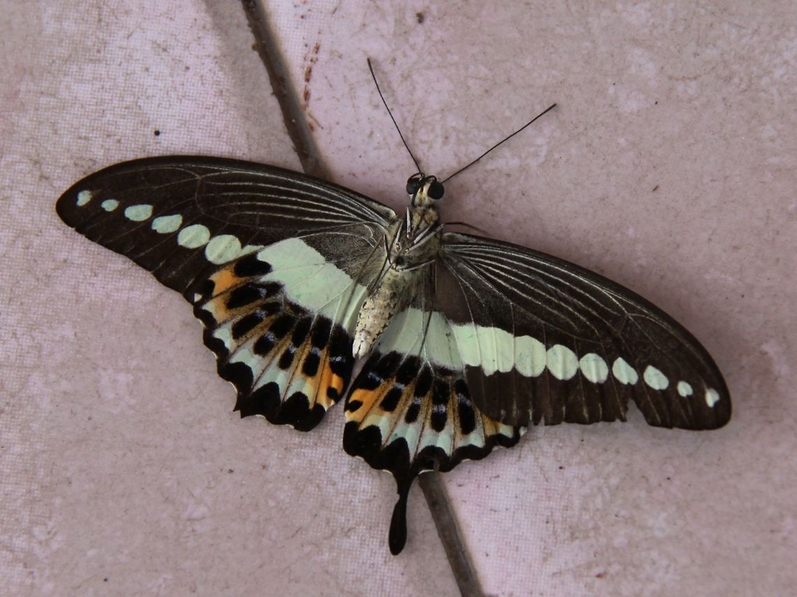 P. demolion underside The exposed underside of a P. demolion. It was found half dead on the floor of a hall, the head was almost severed :(  We suspect it may have flown into the ceiling fan... Banded Swallowtail,Papilio demolion