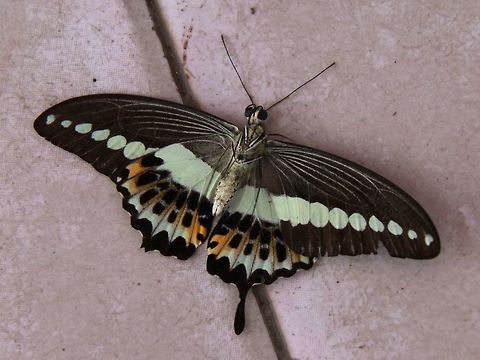 P. demolion underside The exposed underside of a P. demolion. It was found half dead on the floor of a hall, the head was almost severed :(  We suspect it may have flown into the ceiling fan... Banded Swallowtail,Papilio demolion