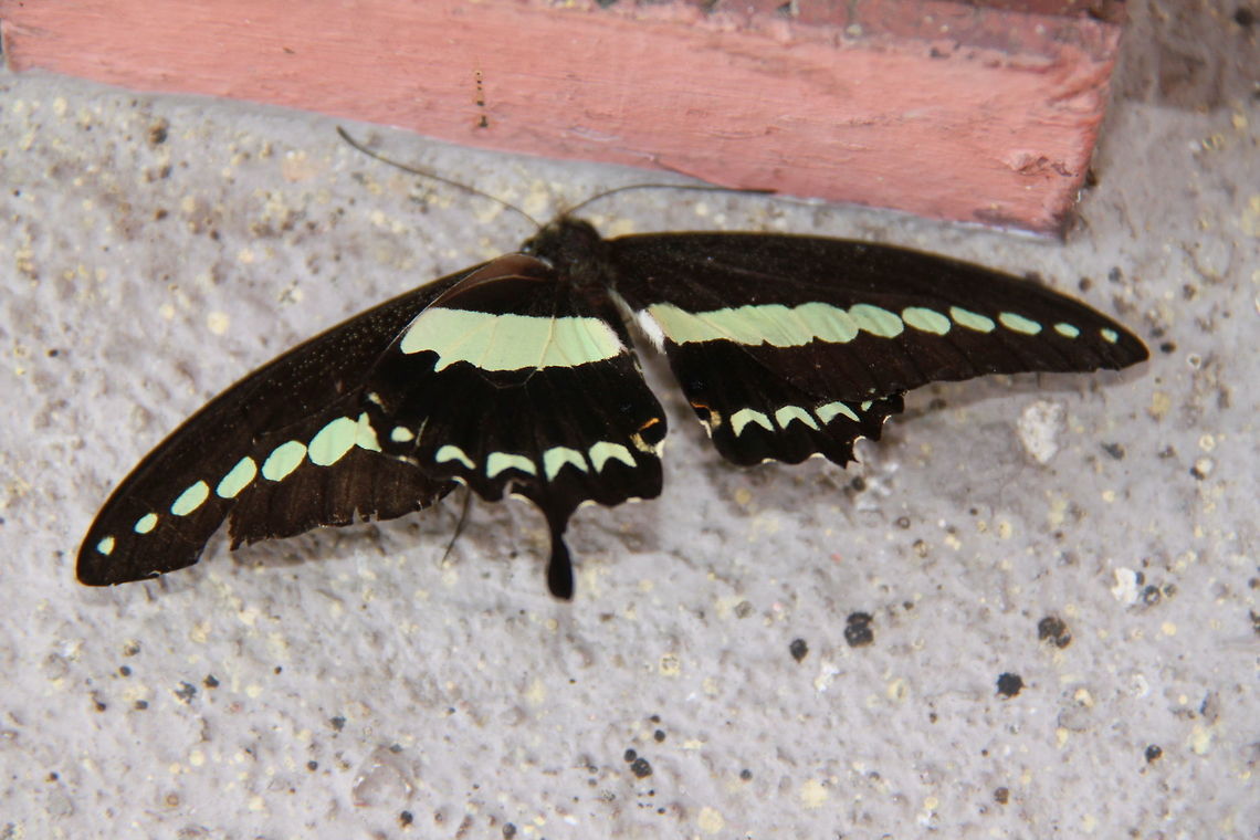 Injured P. demolion The same butterfly, right side up.  Banded Swallowtail,Papilio demolion