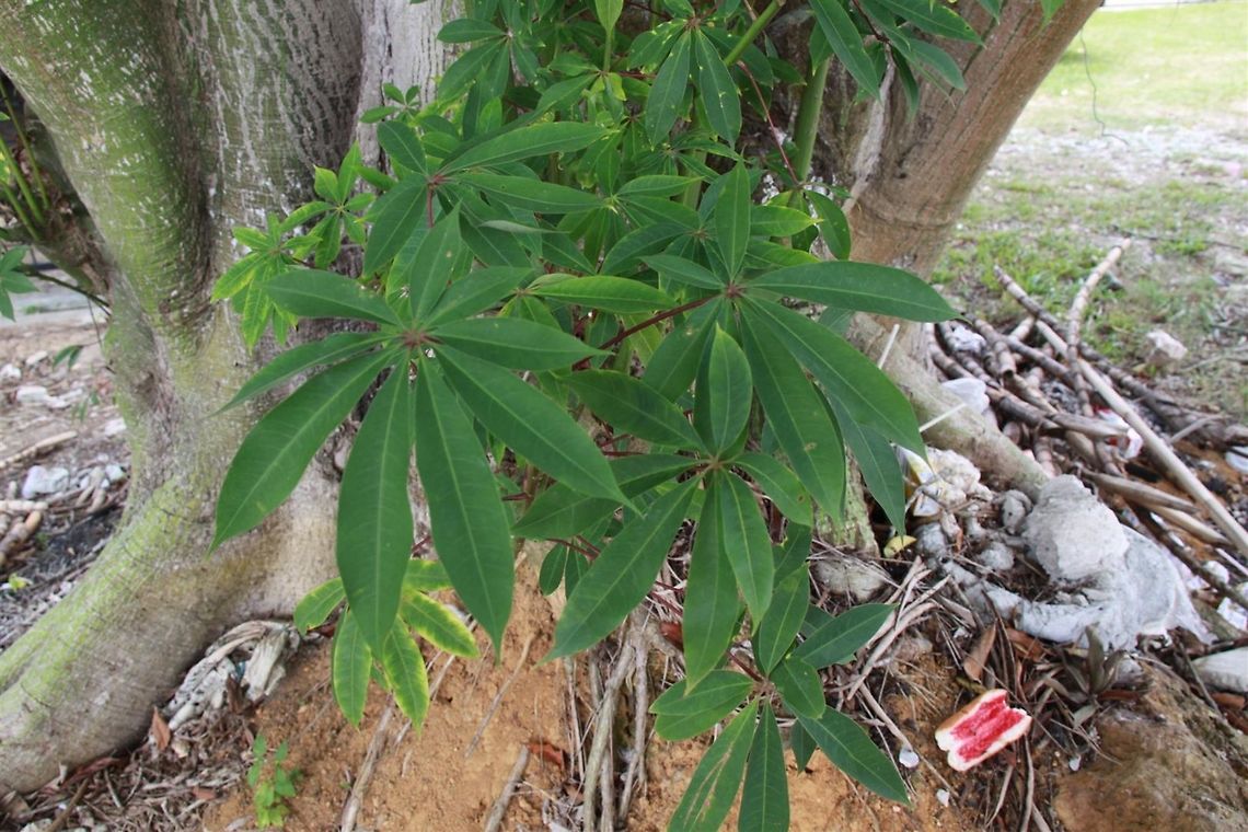 Kapok shoots A close up of kapok leaves. Shoots sprouted from the base of the tree, perhaps from an injury?<br />
 Ceiba pentandra,kapok