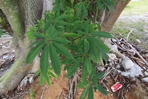 Kapok shoots A close up of kapok leaves. Shoots sprouted from the base of the tree, perhaps from an injury?
 Ceiba pentandra,kapok