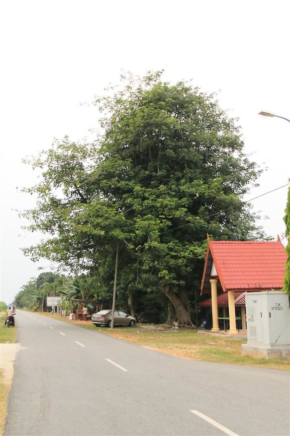 Full sized, mature kapok tree Tall and shady, the cotton it produces makes the best stuffing for pillows and mattresses :) It is also called kekabu in Malay. Ceiba pentandra,kapok,kekabu