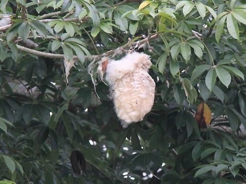 Kapok pod A burst pod, still hanging in the tree.  Ceiba pentandra,kapok,kekabu
