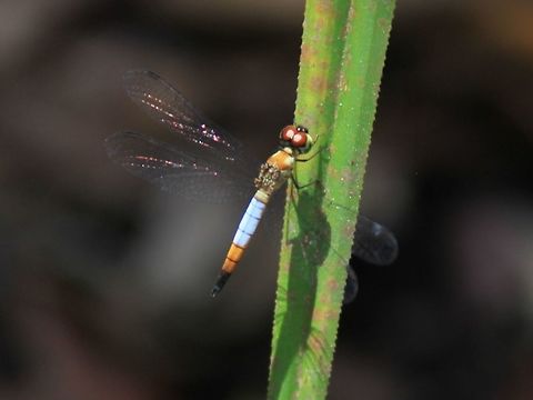 Brachygonia oculata Listed in IUCN red list. Found in undisturbed peat swamp forest. Brachygonia oculata,Geotagged,Malaysia,Maludam NP