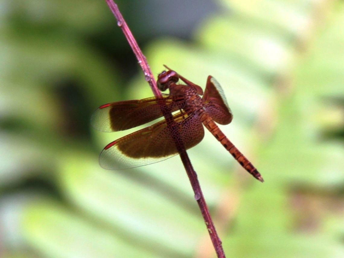 Common Parasol aka Red Grasshawk Common dragonfly found in Badas FR, Brunei Darussalam. Badas,Brunei,Neurothemis fluctuans,PSF,Red Grasshawk