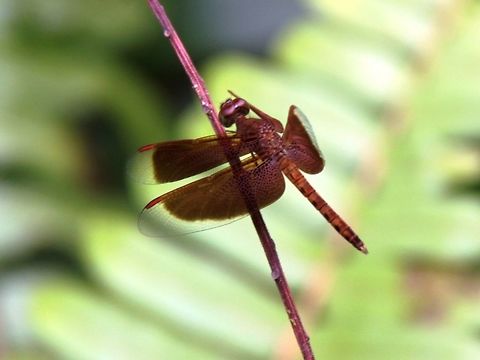 Common Parasol aka Red Grasshawk Common dragonfly found in Badas FR, Brunei Darussalam. Badas,Brunei,Neurothemis fluctuans,PSF,Red Grasshawk