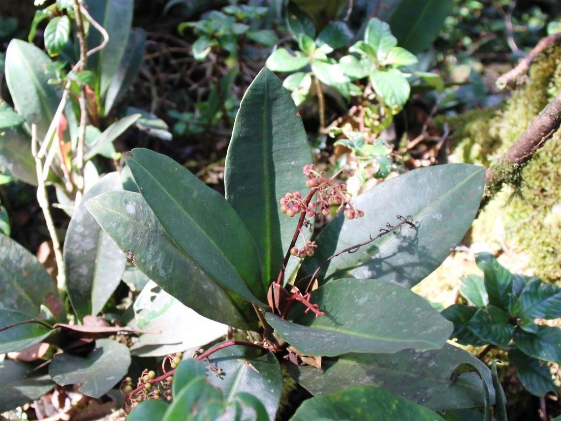 Kacip fatimah An herb much used in Malay traditional medicine, especially for the ladies. Labisia pumila