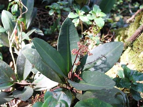 Kacip fatimah An herb much used in Malay traditional medicine, especially for the ladies. Labisia pumila