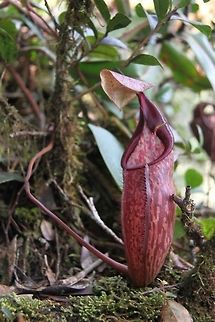N. glabrata? Help please, is this N glabrata or something else? highlands,pitcher plants