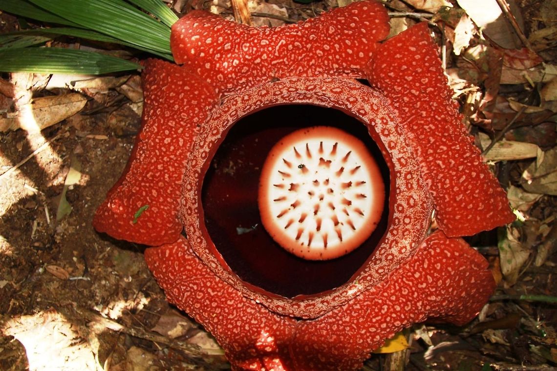 Big flower Felt truly lucky to visit Crocker Range Biosphere Reserve when this was blooming. Take the Crocker Trail and find the Rafflesia plot.  Geotagged,Malaysia,Rafflesia arnoldii,Summer,bunga pakma