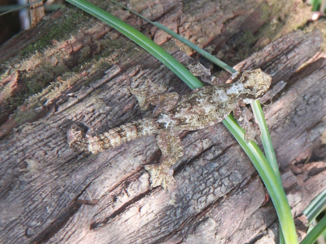 Kuhl's Gliding Gecko A truly amazing species. Geotagged,Malaysia,Ptychozoon kuhli