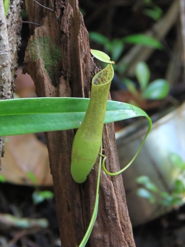 Pitcher plant aka periuk kera One of the more common Nepenthes species to be found in Malaysia. Geotagged,Malaysia,Nepenthes gracilis