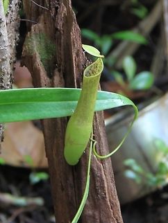 Pitcher plant aka periuk kera One of the more common Nepenthes species to be found in Malaysia. Geotagged,Malaysia,Nepenthes gracilis
