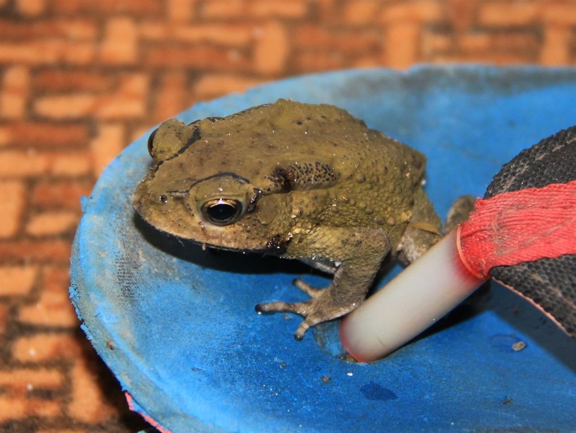 Little toady A rather small toad found lurking in a neighbour's kitchen while we were learning to make cakes. Cute little fella :D Asian Common Toad,Duttaphrynus melanostictus,Geotagged,Malaysia,Phrynoidis asper