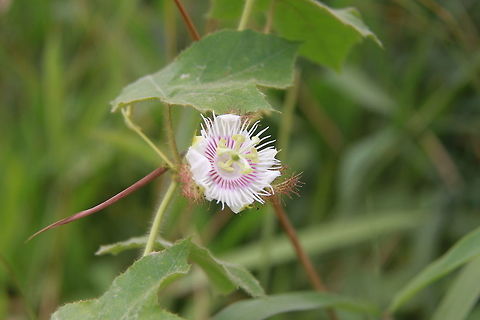 Passiflora flower Wild gooseberries growing by the roadside. Geotagged,Malaysia,Passiflora foetida