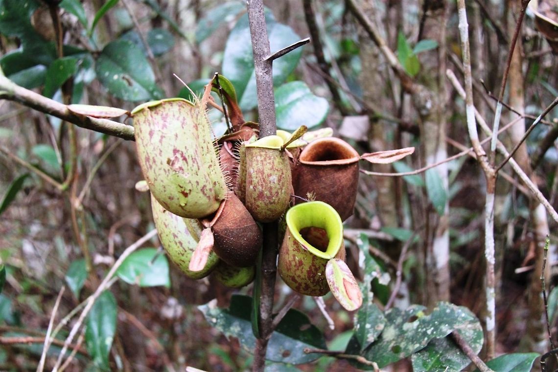 Pitcher plant Found in Kayangeran Forest Reserve, Sarawak  Nepenthes ampullaria,Sarawak