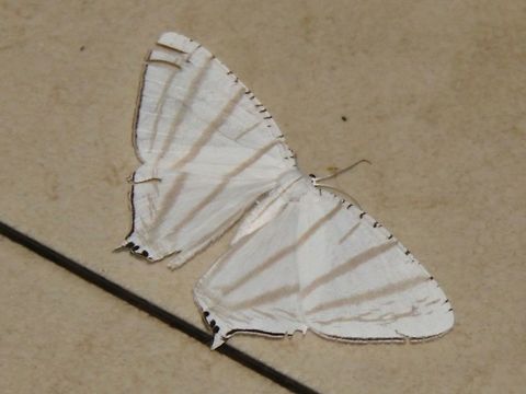 Magic moth When I first saw this moth flitting about, i thought that it had torn in half! This is just one of a gazillion moths and insects you will see at Crocker Range Biosphere Reserve, Sabah. Just go to any lighted building and the insects will congregate there, I kid you not! Geotagged,Malaysia,Summer,Urapteroides astheniata