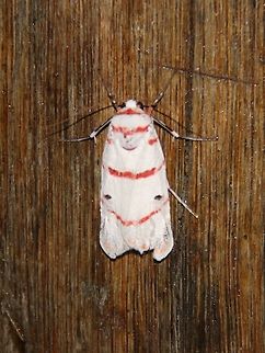 Tiger Moth, CRBR  Cyana perornata,Geotagged,Malaysia,Summer