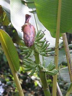 Wild banana heart and young fruit Wild banana stalks grow upwards, while domestic ones grow downwards. The edible flower bud or "heart" is often cooked and eaten as vegetables in Southeast Asia. Geotagged,Malaysia,Musa acuminata,Summer,wild banana