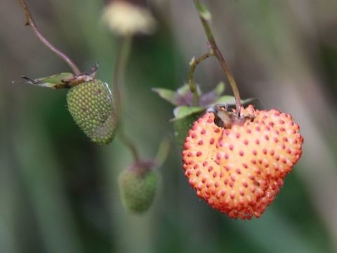 Rubus fraxinifolius? A Bornean berry. Looks about right, but stems lack thorns mentioned in description. Fruit is mostly empty inside and lack flavour, Geotagged,Gg Alab,Malaysia,Sabah,Summer,berry