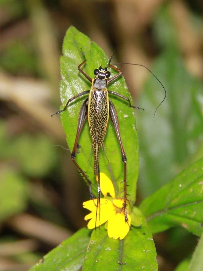 Unknown cricket Love the beautiful marks on the back.  Sorry I could not find any similar images online... Common Bush Cricket,Geotagged,Malaysia,Nisitrus vittatus,Summer