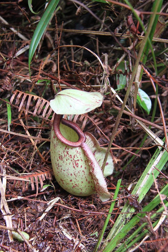 Nepenthes spp. This is large. Originally thought it was N rajah, but the lip is different. Anyone can help? Geotagged,Malaysia,Nepenthes rafflesiana,Summer