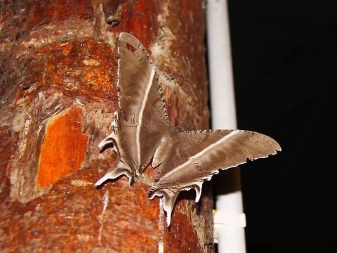 Swallowtail moth Beautiful big moth at our dinner party :)  Crocker Range Biosphere Reserve,Geotagged,Keningau,Lyssa menoetius,Malaysia,Summer