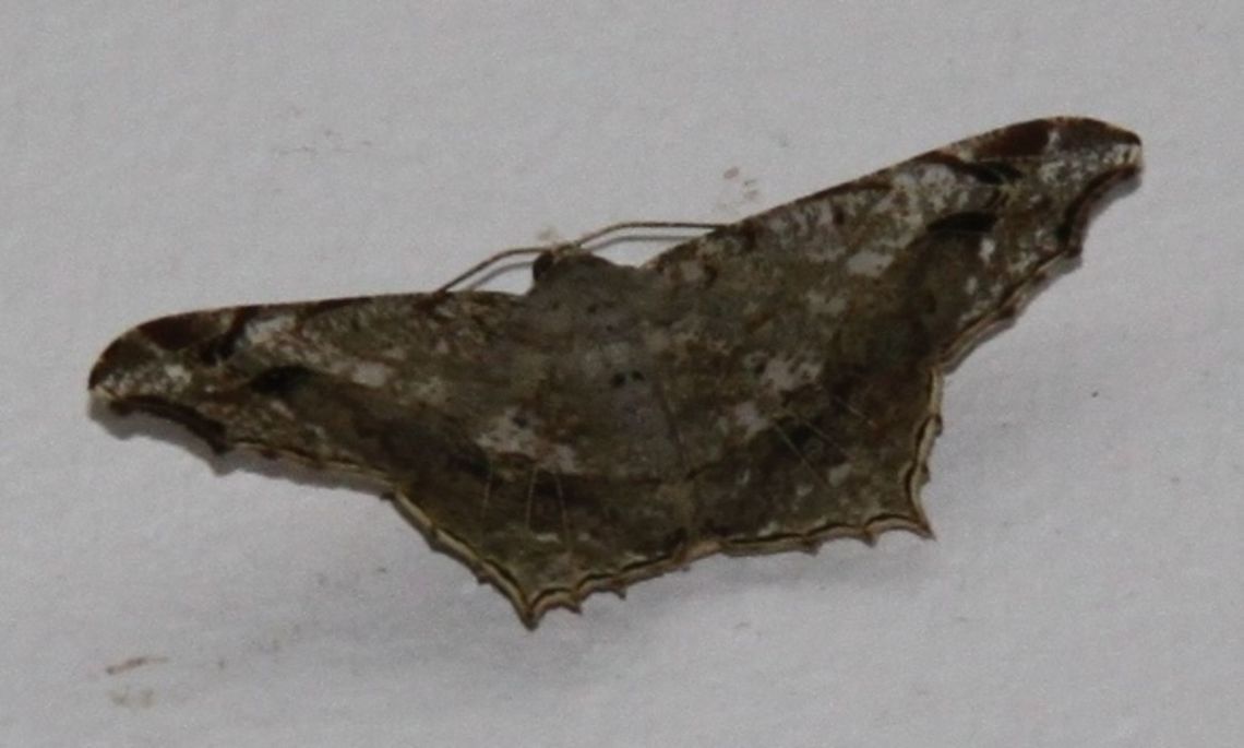 Unidentified moth Looks like Maxates sp but different...