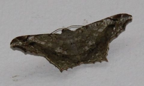 Unidentified moth Looks like Maxates sp but different...