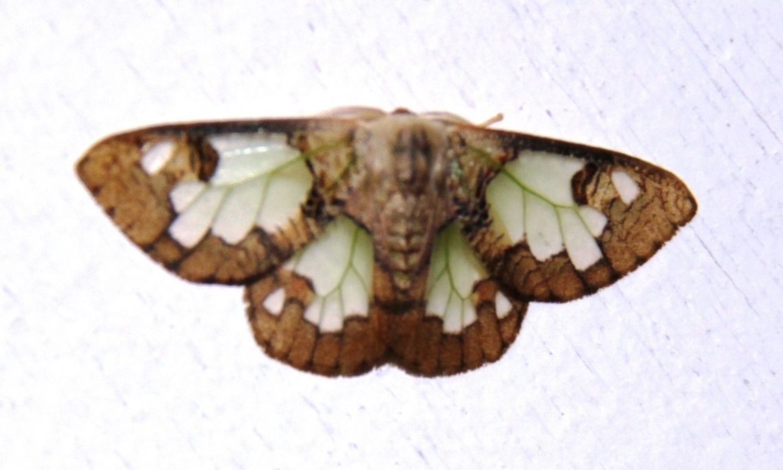 Found: Carriola ecnomoda. Similar to Comostola sp... Carriola ecnomoda,Geotagged,Malaysia,Summer