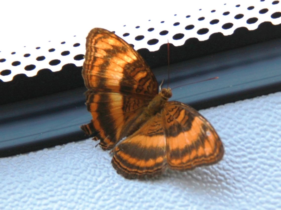 The Colonel This butterfly blundered into our bus during a recent trip to Klias Peat Swamp Field Centre in Sabah. Lucky I had my camera handy :)  Colonel,Klias,Pandita sinope sinope,Sabah,butterfly