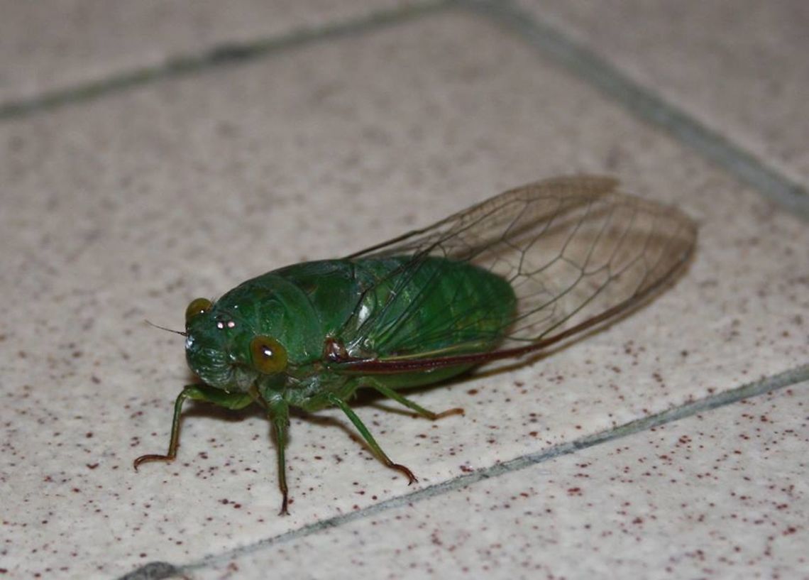 Green cicada, Silverpark  Dundubia vaginata,Frasers Hill,Geotagged,Malaysia