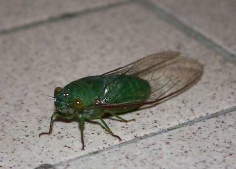 Green cicada, Silverpark  Dundubia vaginata,Frasers Hill,Geotagged,Malaysia