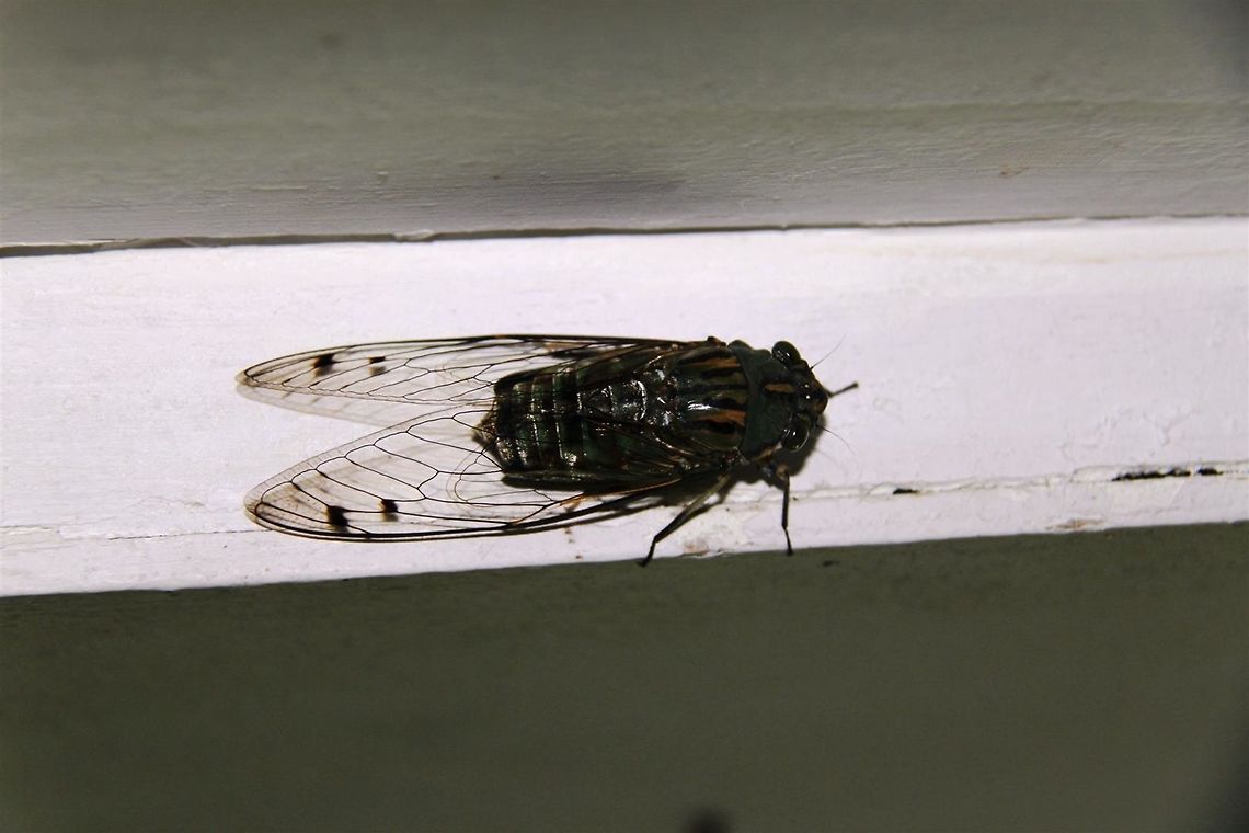 Dark cicada. Not sure of species Found hanging on to doorjamb at Crocker Range Reserve, Sabah. Can someone confirm if this is Macrosemia umbrata?  Crocker Range,Sabah,cicada